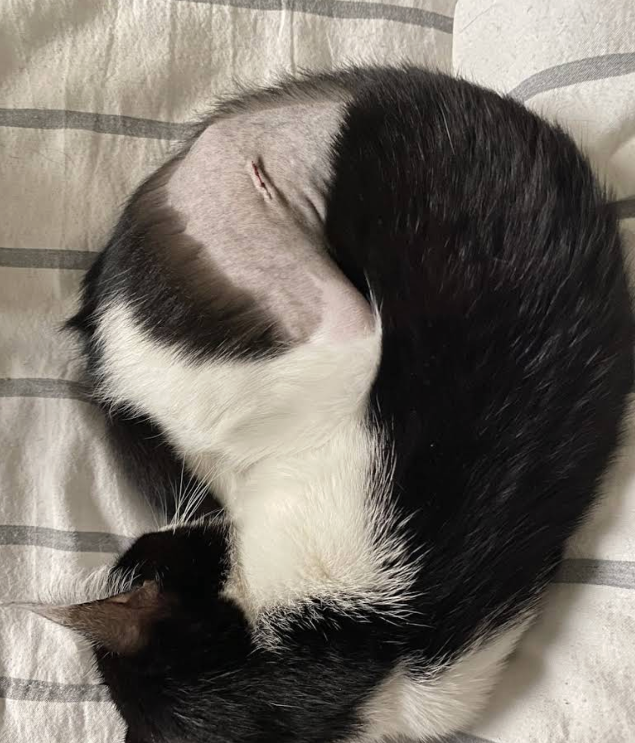 Procedimiento de castración