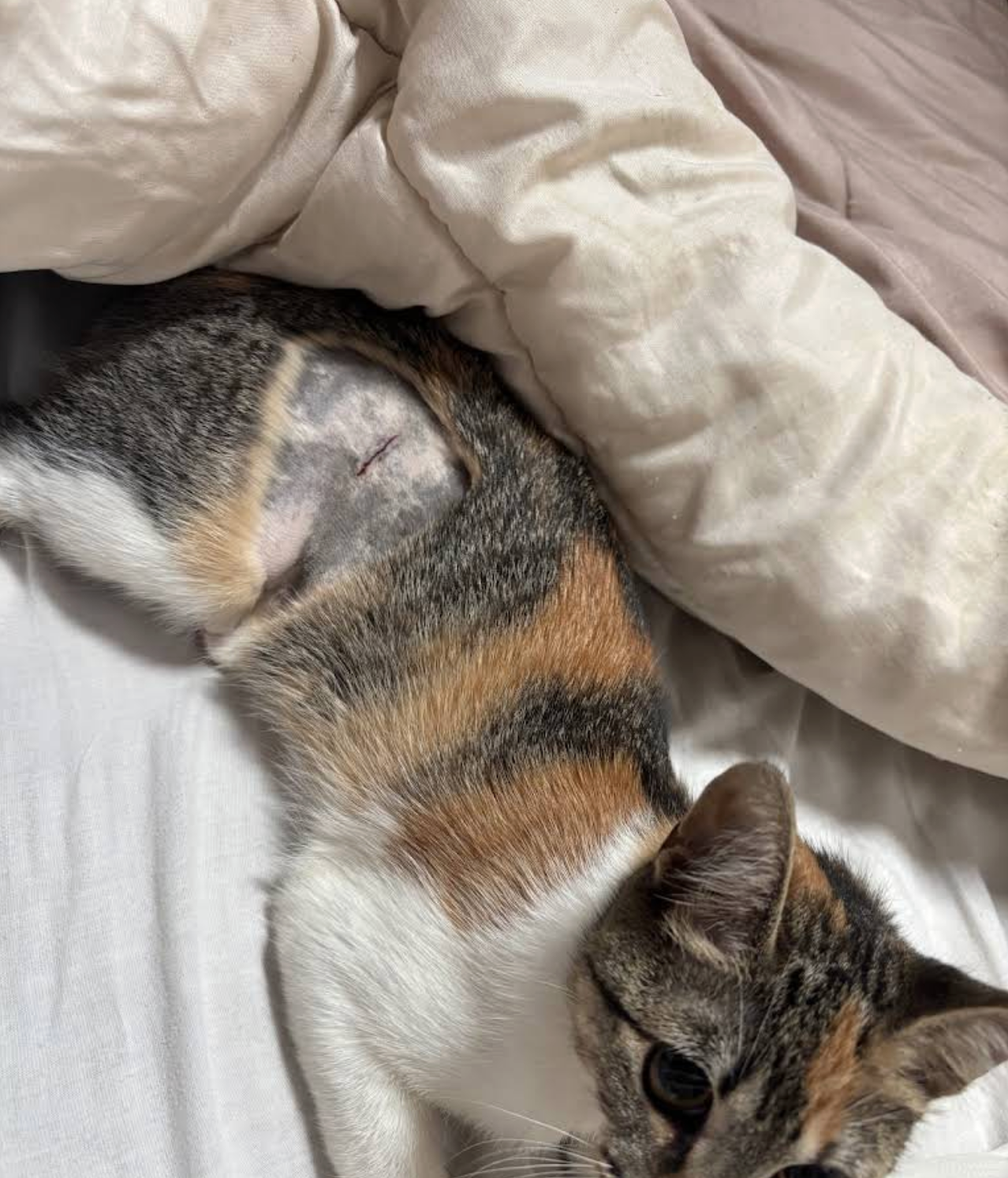 Procedimiento realizado con seguridad