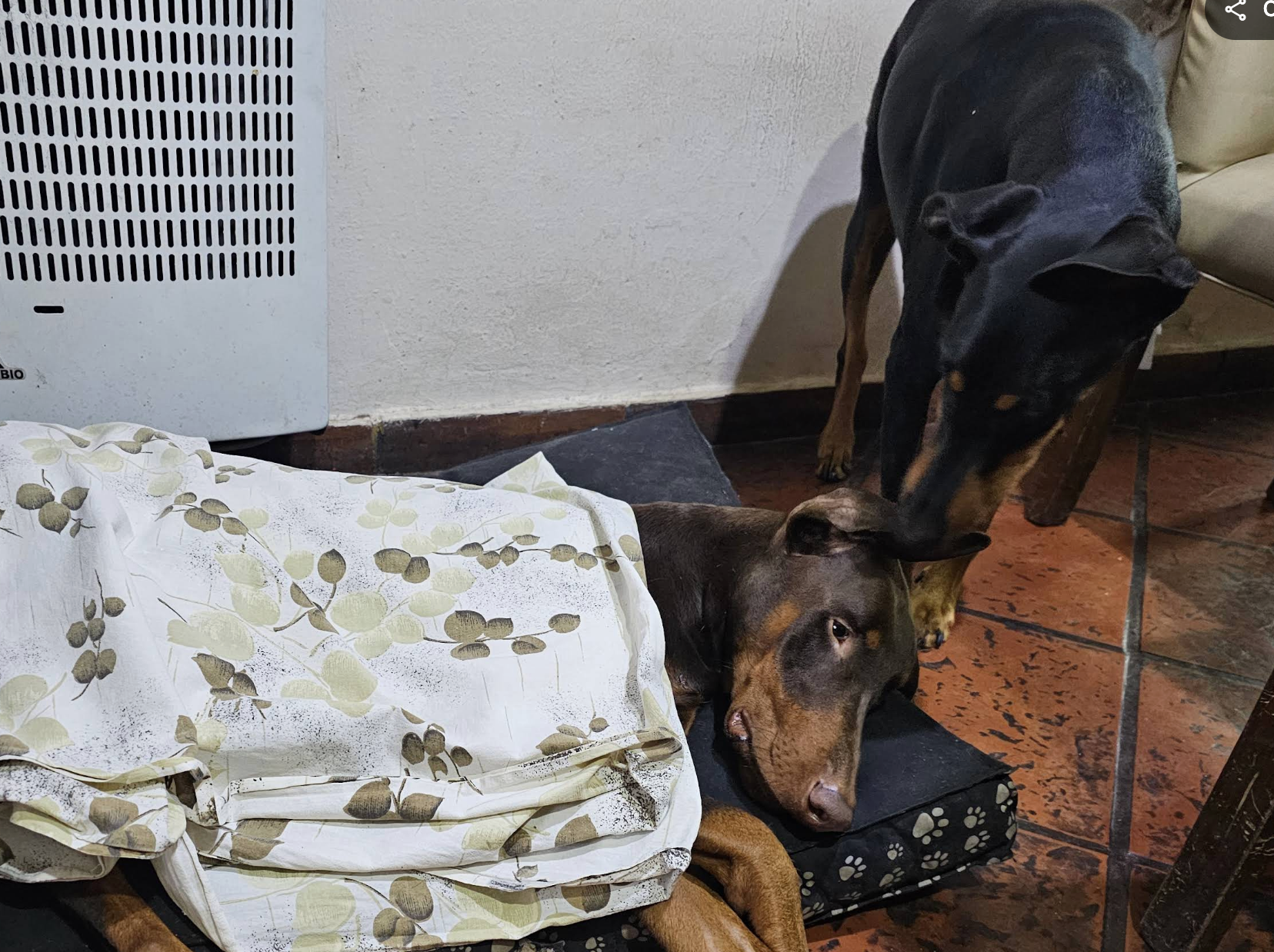 Resultados del procedimiento